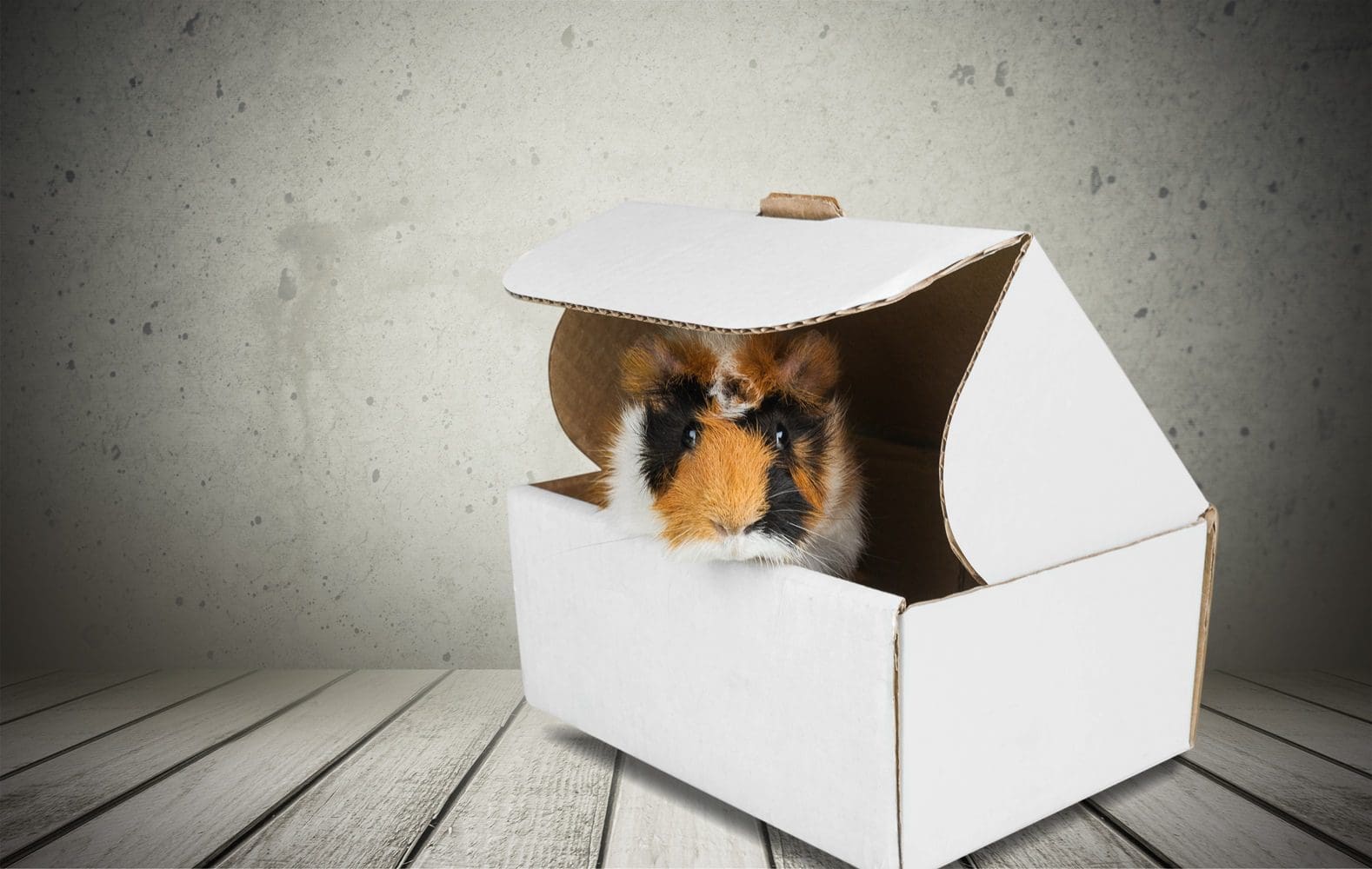 verhuizen met huisdieren
